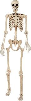 Large Pose N Stay Skeleton 74 (6.2' tall)