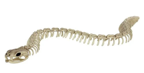 Skeleton Snake 36"