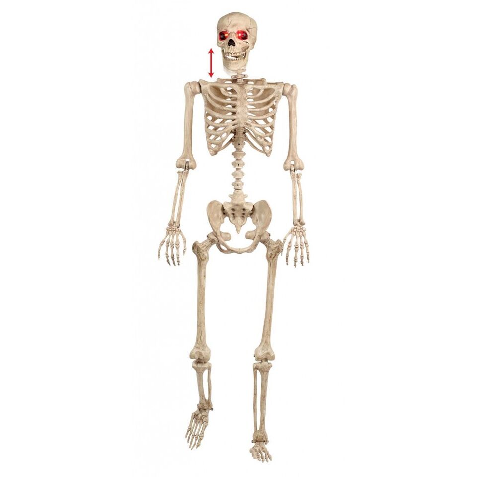 LIFE SIZE POSABLE SKELETON 5'