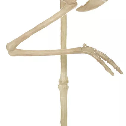 33.75" Skeleton Flamingo