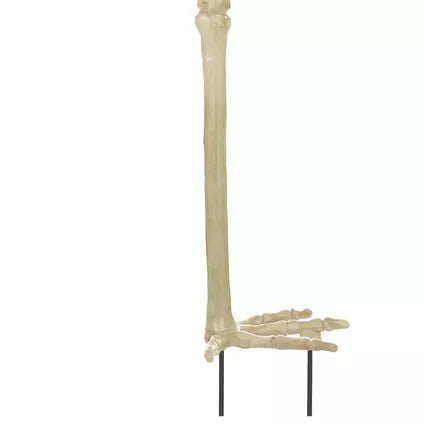 33.75" Skeleton Flamingo