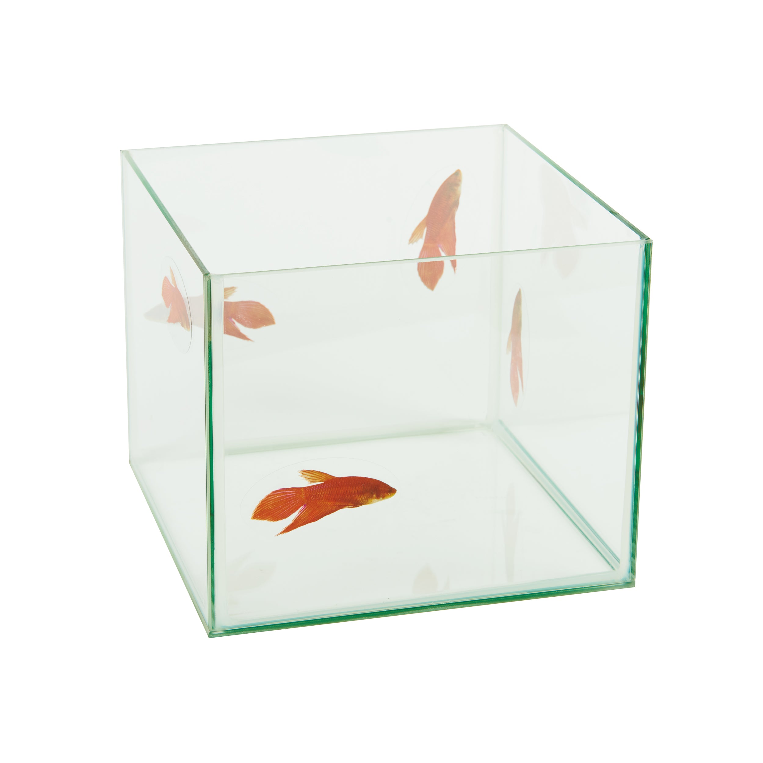 FISH HOTEL