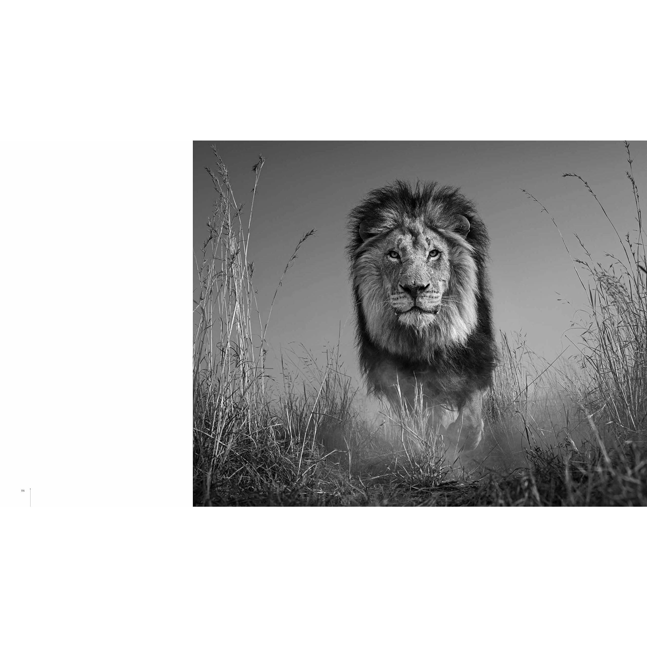 DAVID YARROW BOOK