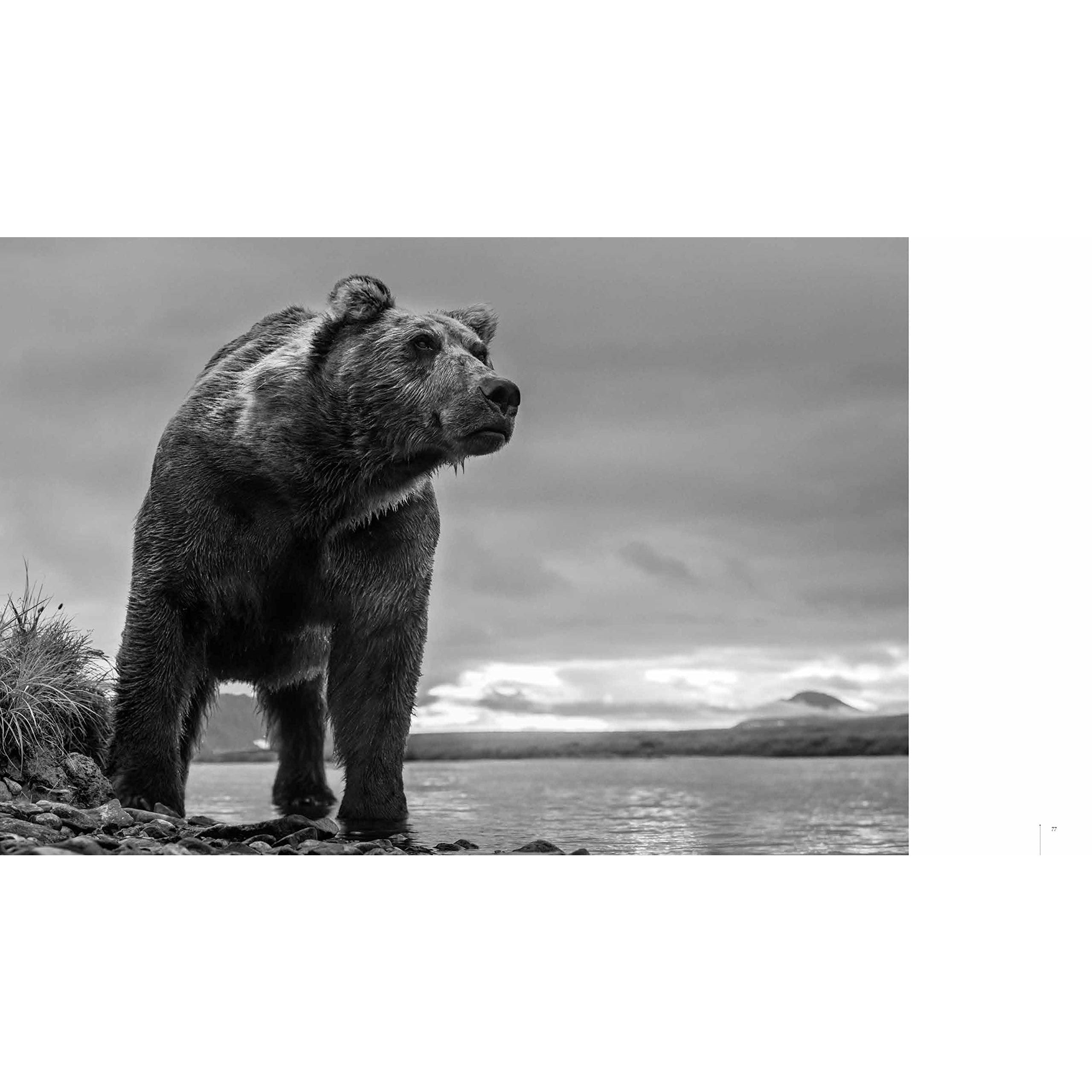 DAVID YARROW BOOK