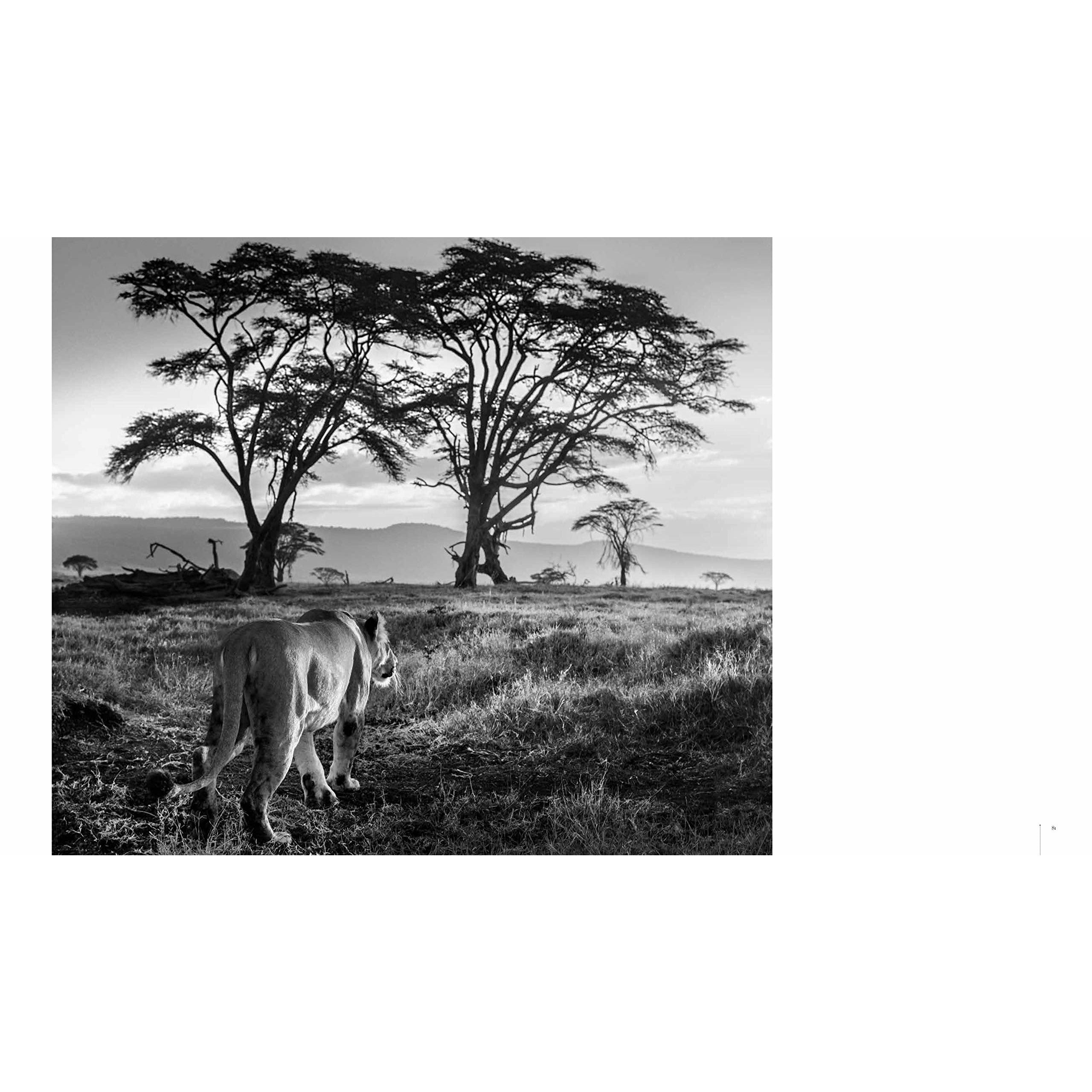 DAVID YARROW BOOK