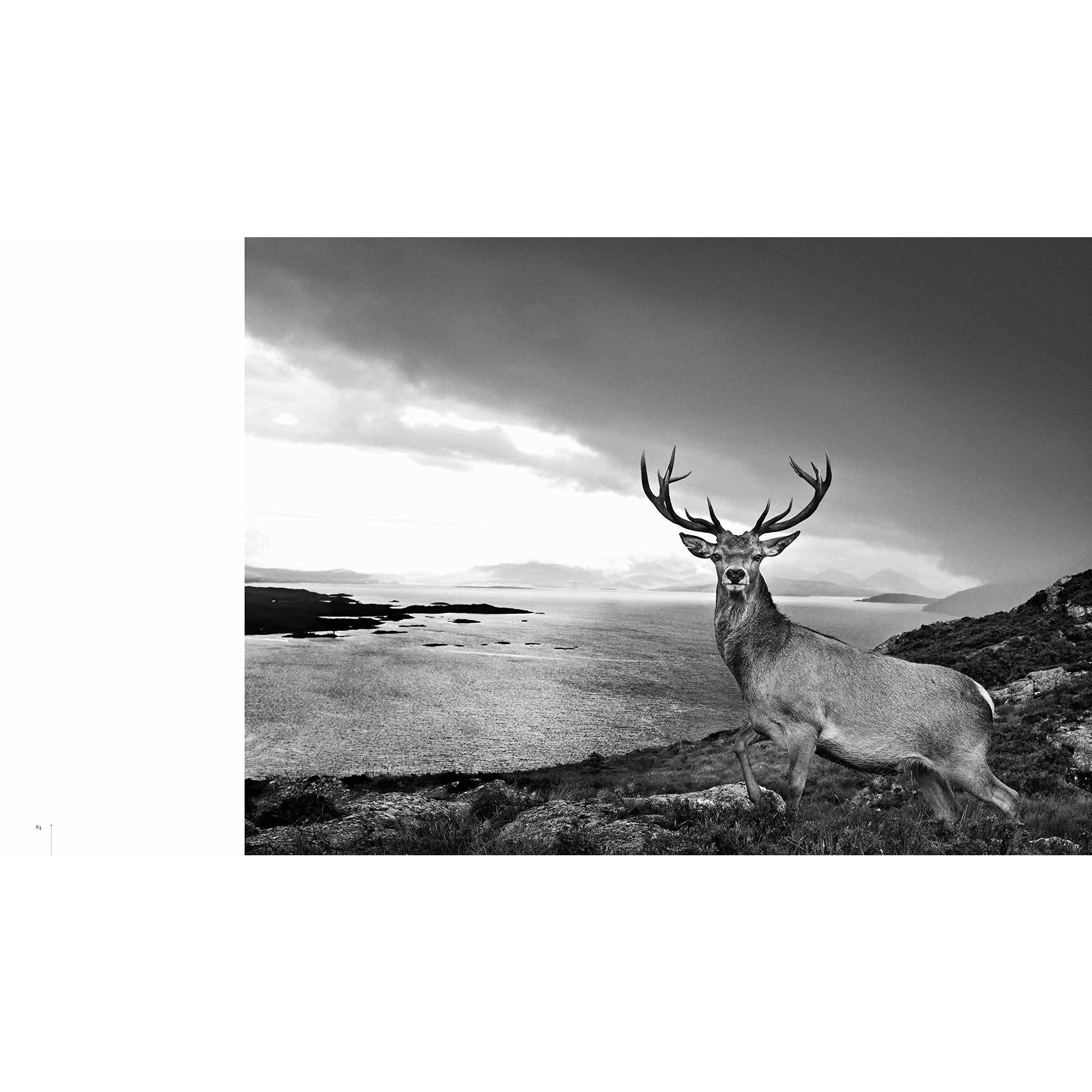 DAVID YARROW BOOK