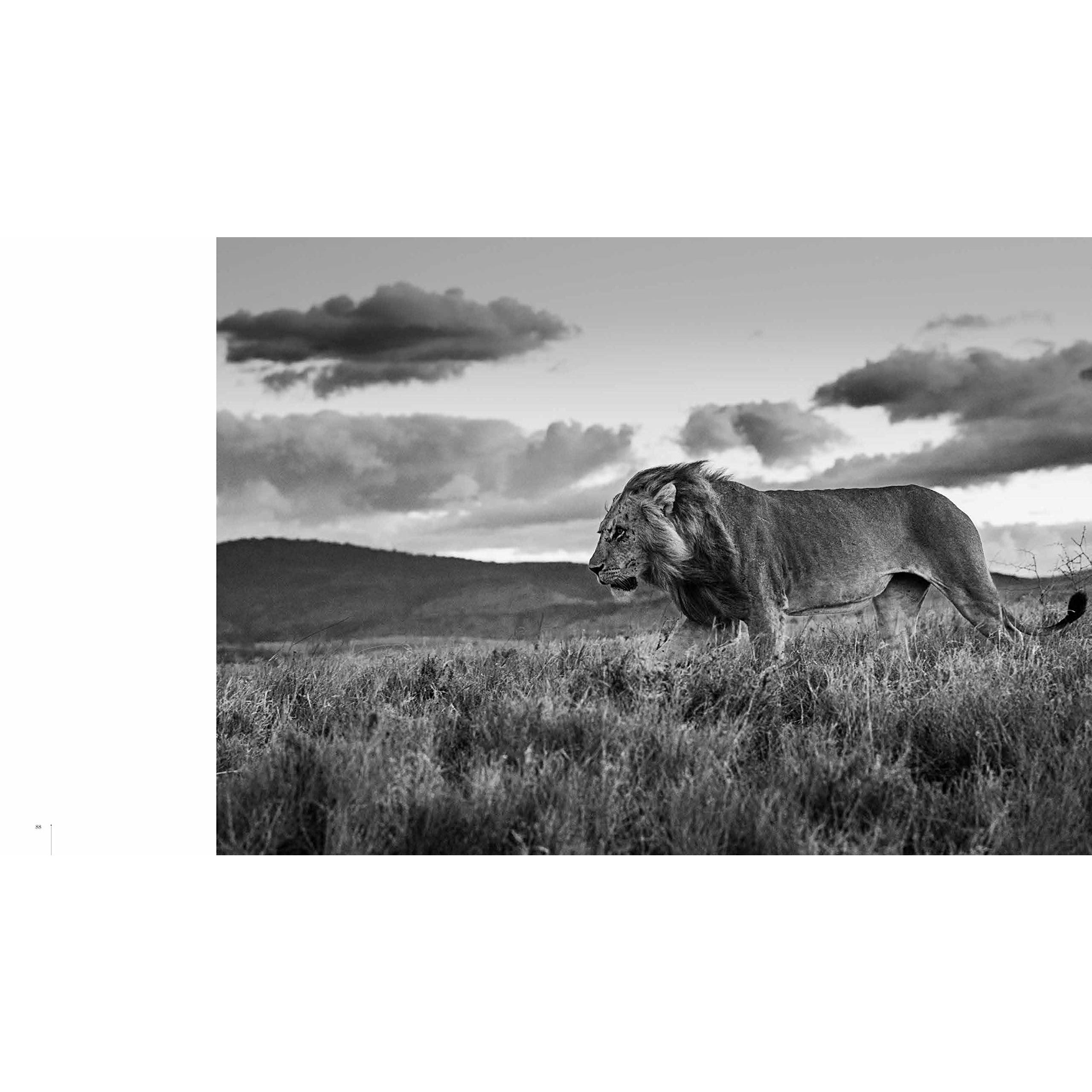 DAVID YARROW BOOK