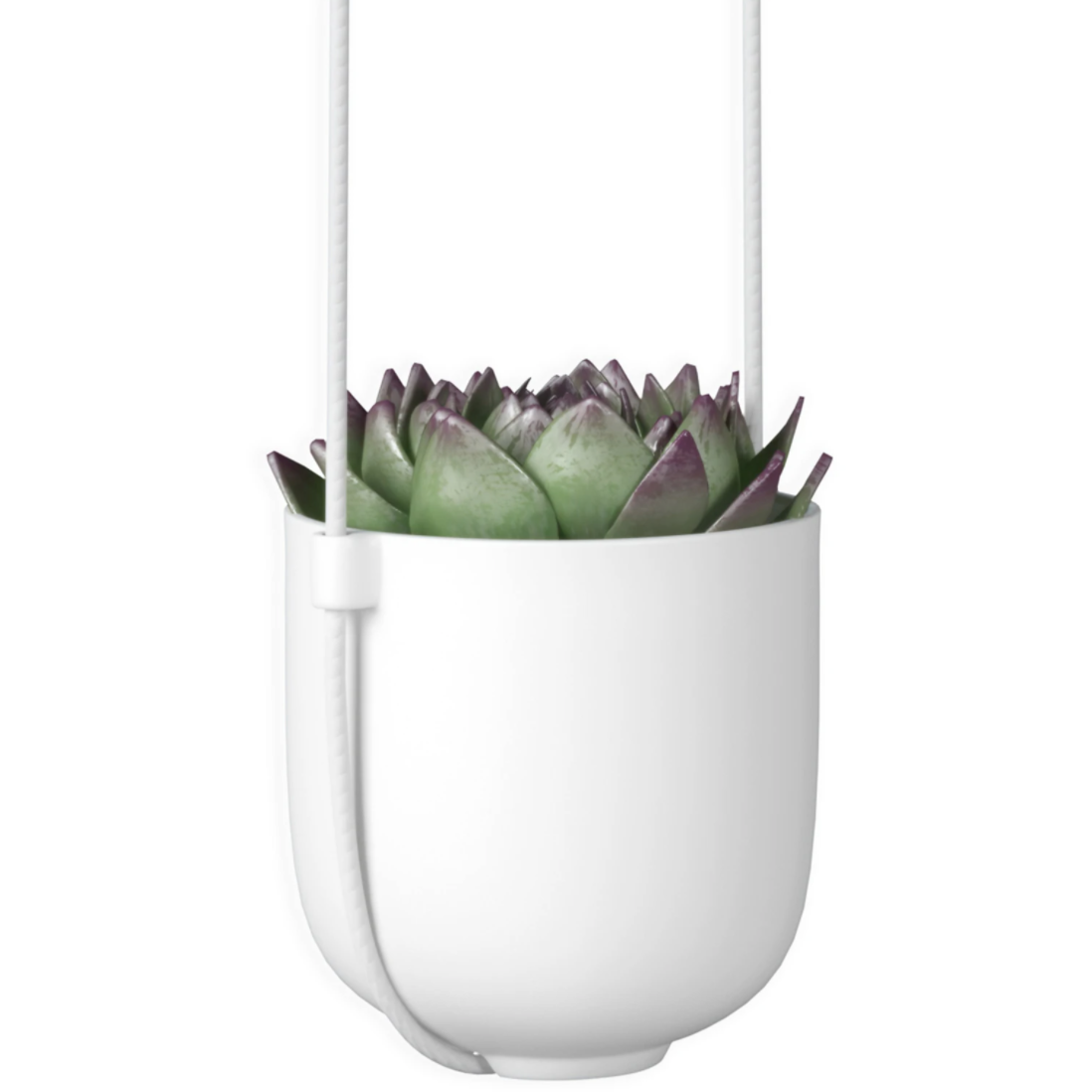 Bolo Hanging & Ceiling Planter